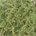 Hymenanthera crassifolia = Melycitus crassifolius P17